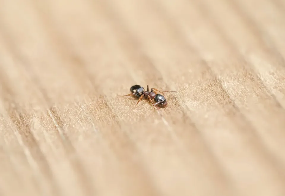 Ant — Pest Control — Ant, Wooden Surface, Insect, Pest Control, Pest Control