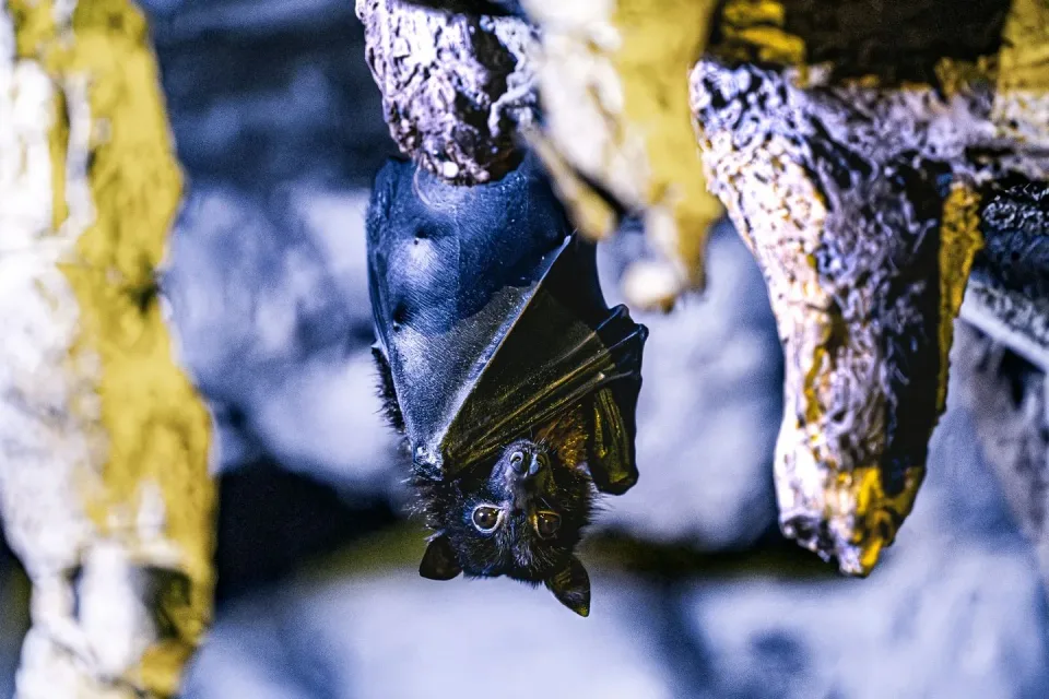 Bat — Pest Control Bat — Pest Control — Bat, Fur, Wings, Pest Control, Pest Control