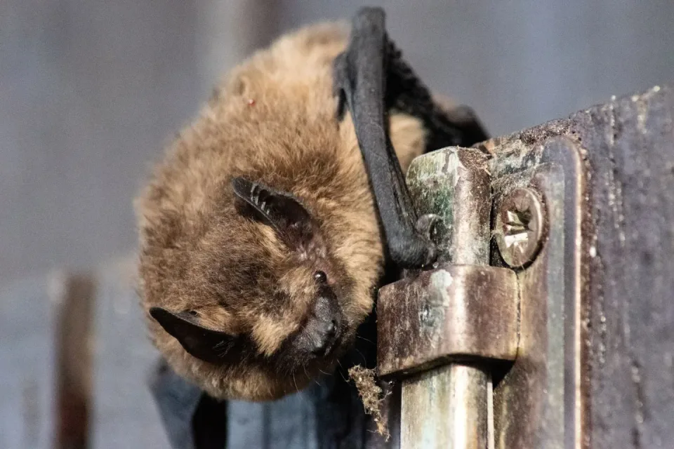Bat — Pest Control Bat — Pest Control — Bat, Fur, Wing, Pest Control, Pest Control
