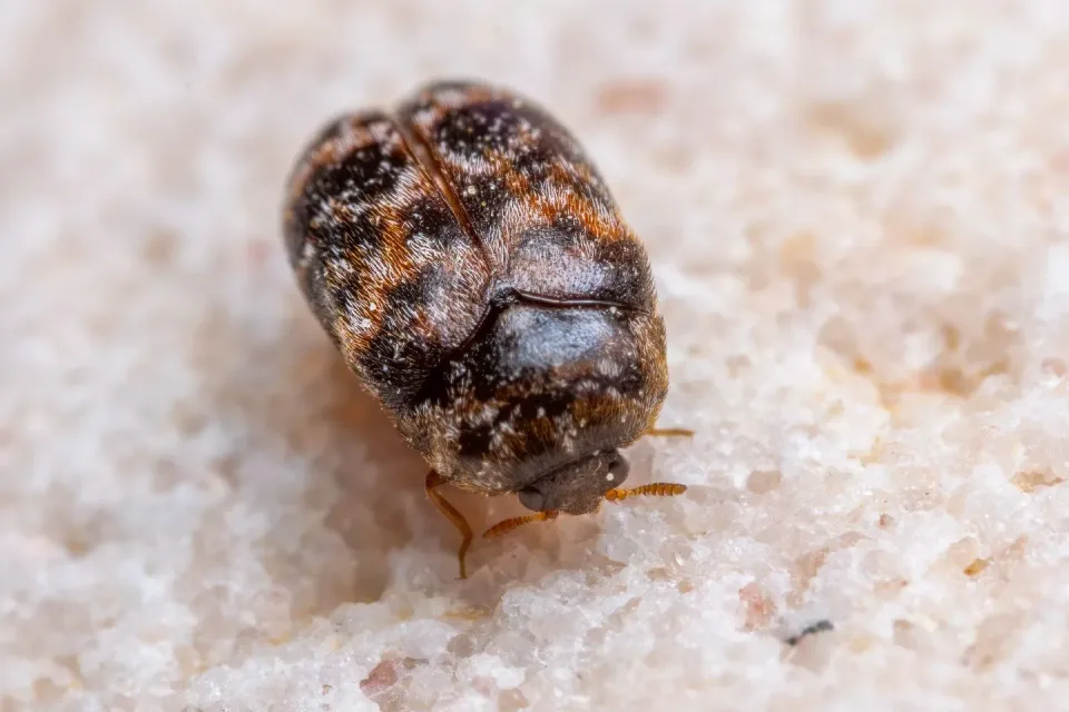 Carpet Beetle — Pest Control — Carpet Beetle, Insect, Antennae, Pest Control, Pest Control — view 2