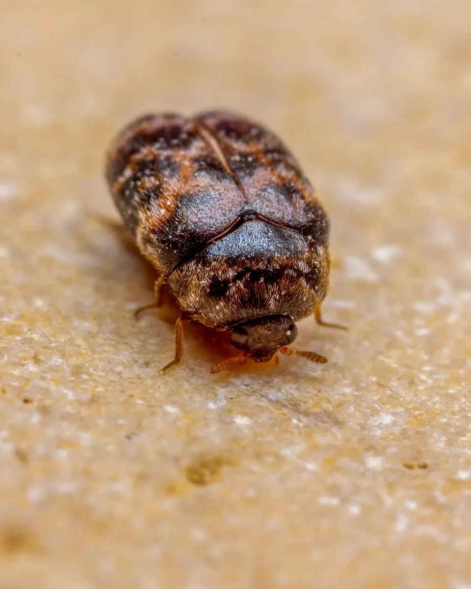 Carpet Beetle — Pest Control — Carpet Beetle, Insect, Antennae, Pest Control, Pest Control — view 2