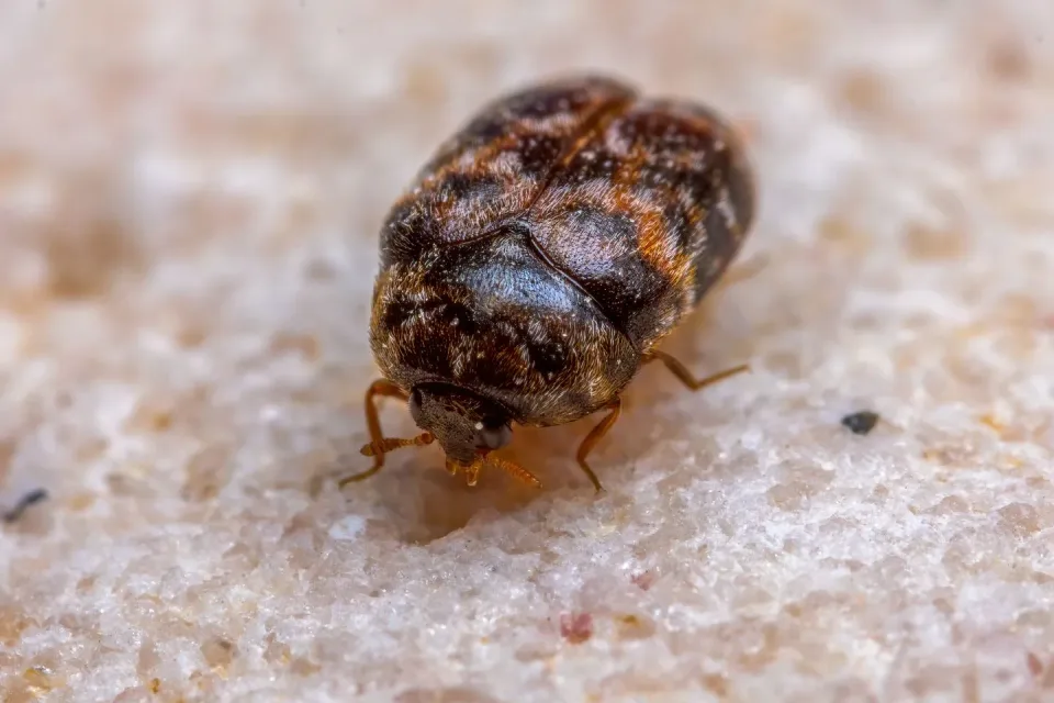 Carpet Beetle — Pest Control — Carpet Beetle, Insect, Legs, Pest Control, Pest Control
