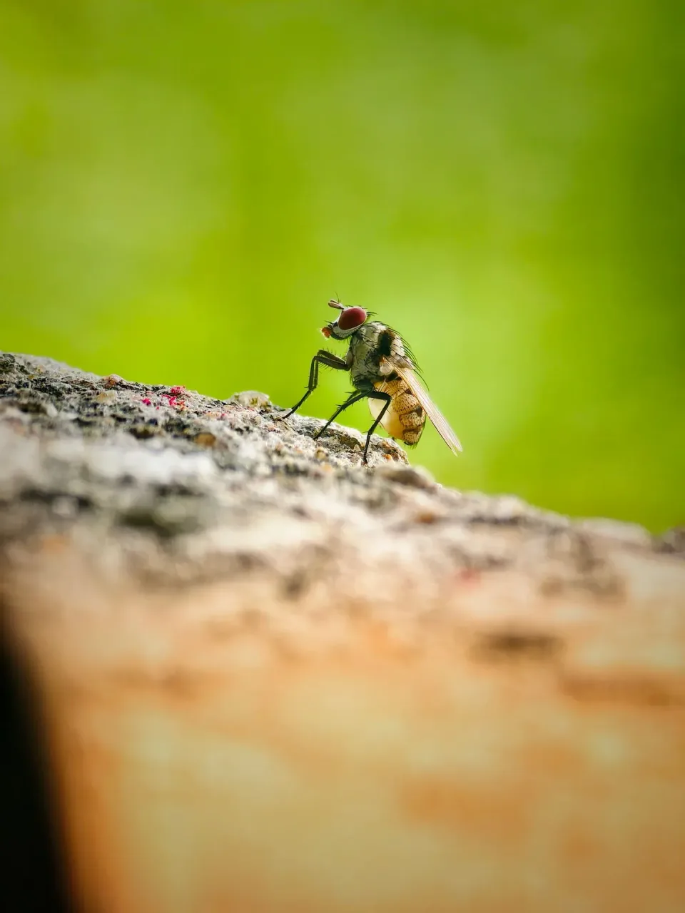 House Fly — Pest Control — House Fly, Insect, Stone Surface, Pest Control, Pest Control