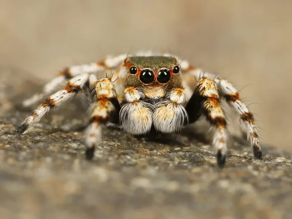Jumping Spider — Pest Control Jumping Spider — Pest Control — Jumping Spider, Spider Legs, Spider Eyes, Pest Control, Pest Control — view 2