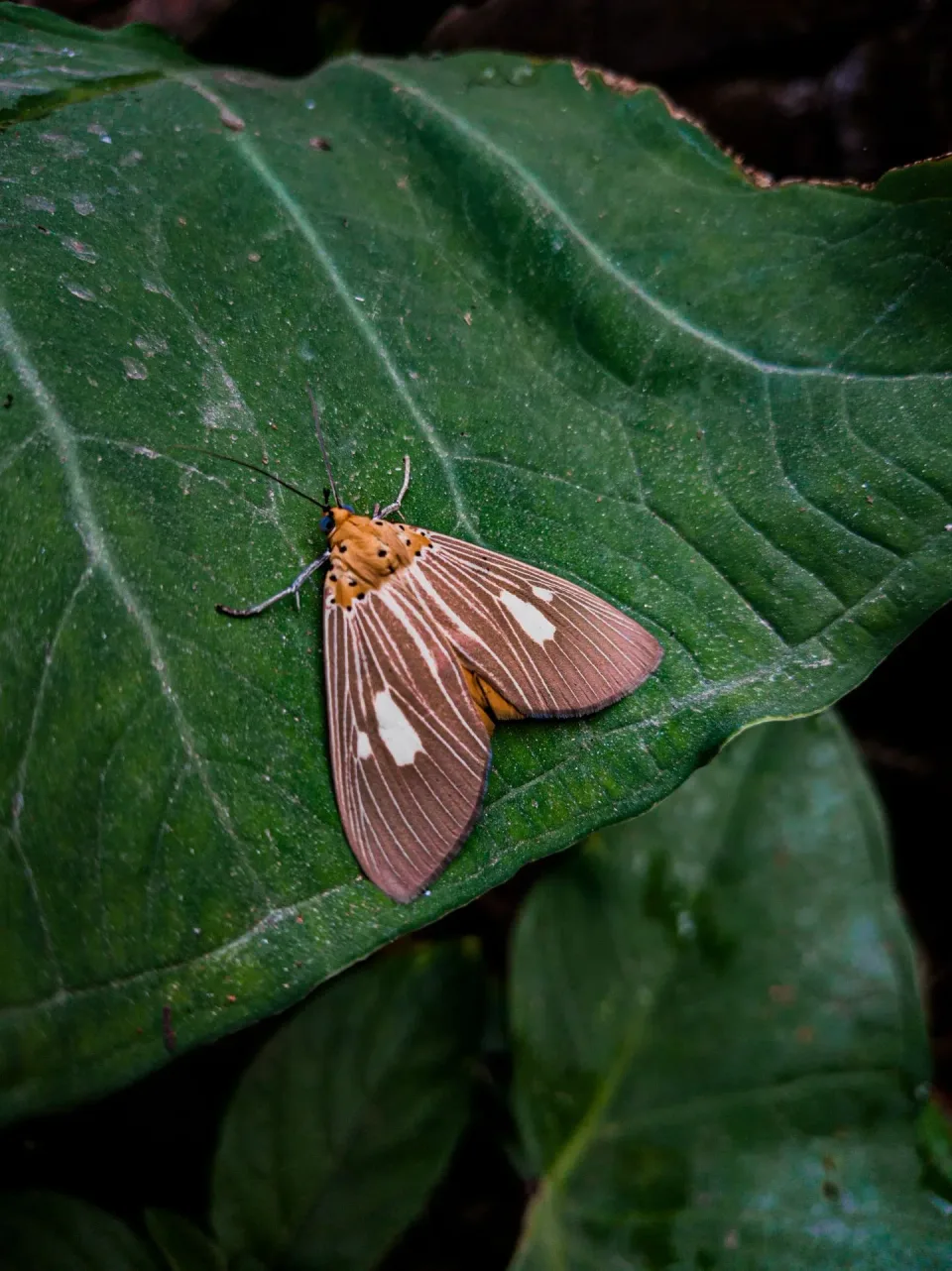 Moth — Pest Control — Moth, Leaf, Antennae, Pest Control, Pest Control
