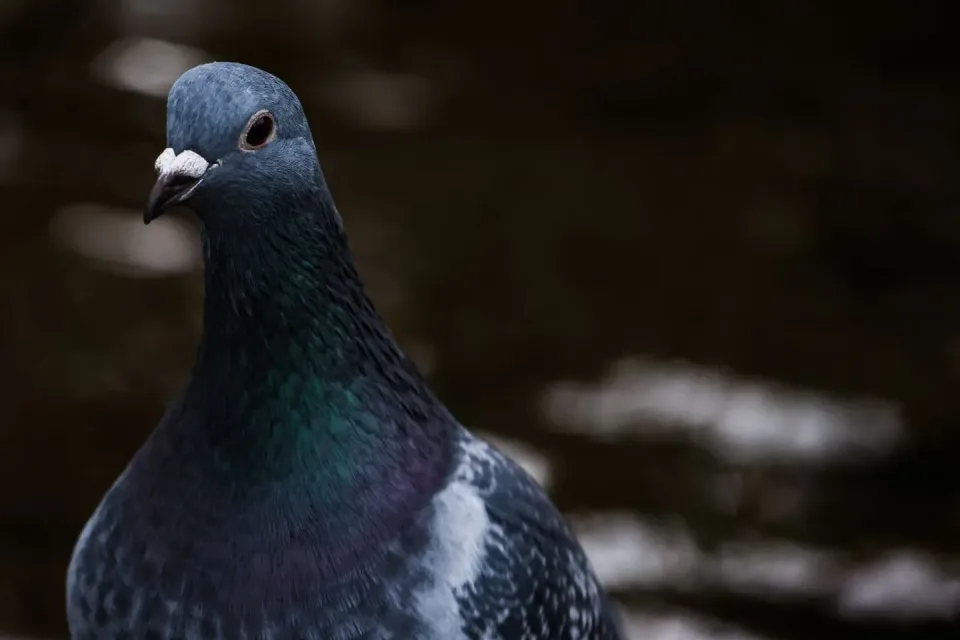 Pigeon — Pest Control — Pigeon, Bird Head, Beak, Pest Control, Pest Control