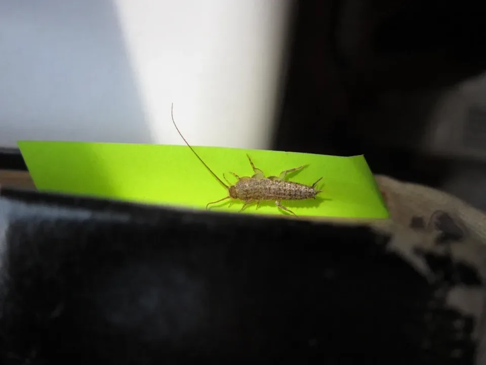 Silverfish — Pest Control Silverfish — Pest Control — Silverfish, Sticky Trap, Adhesive Strip, Pest Control, Pest Control