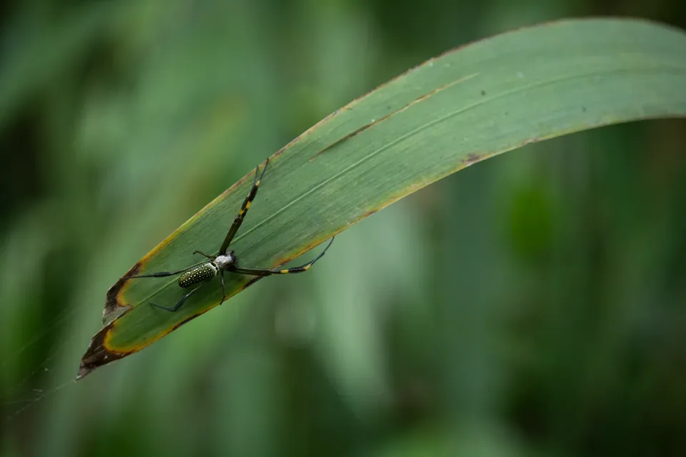 Spider — Outdoor Environment Spider — Outdoor Environment — Spider, Arachnid, Green Leaf, Outdoor Environment, Pest Control