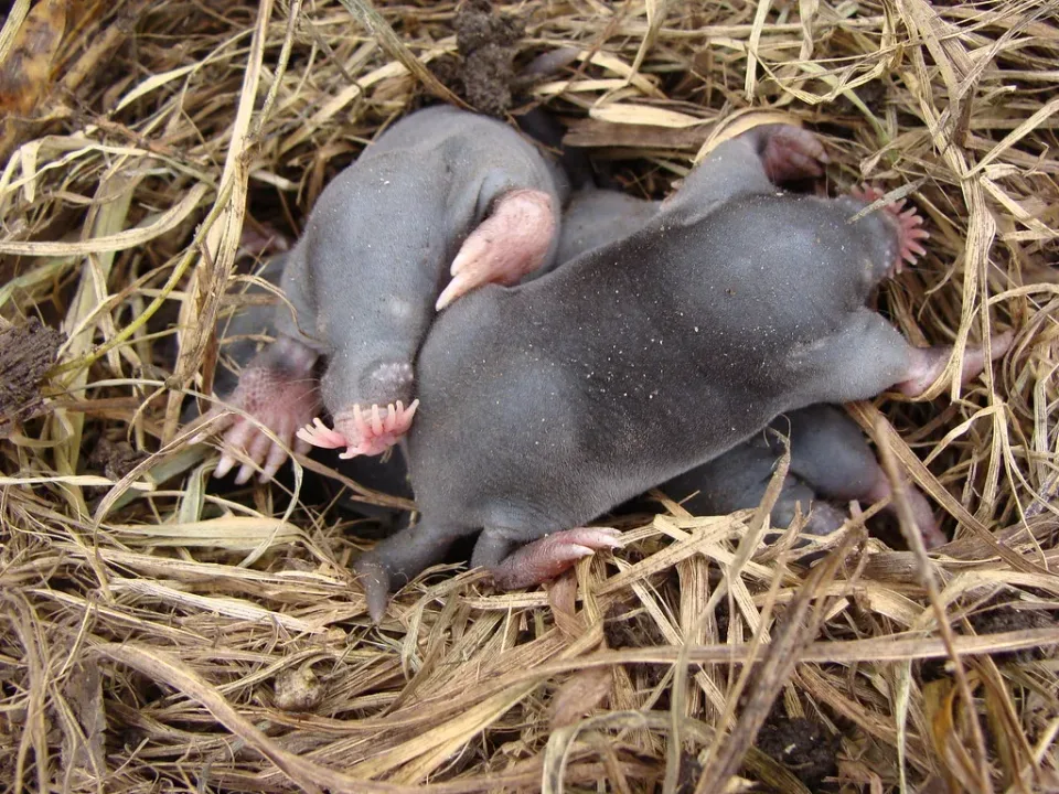 Star-nosed Mole — Pest Control — Star-nosed Mole, Baby Moles, Nest, Pest Control, Pest Control