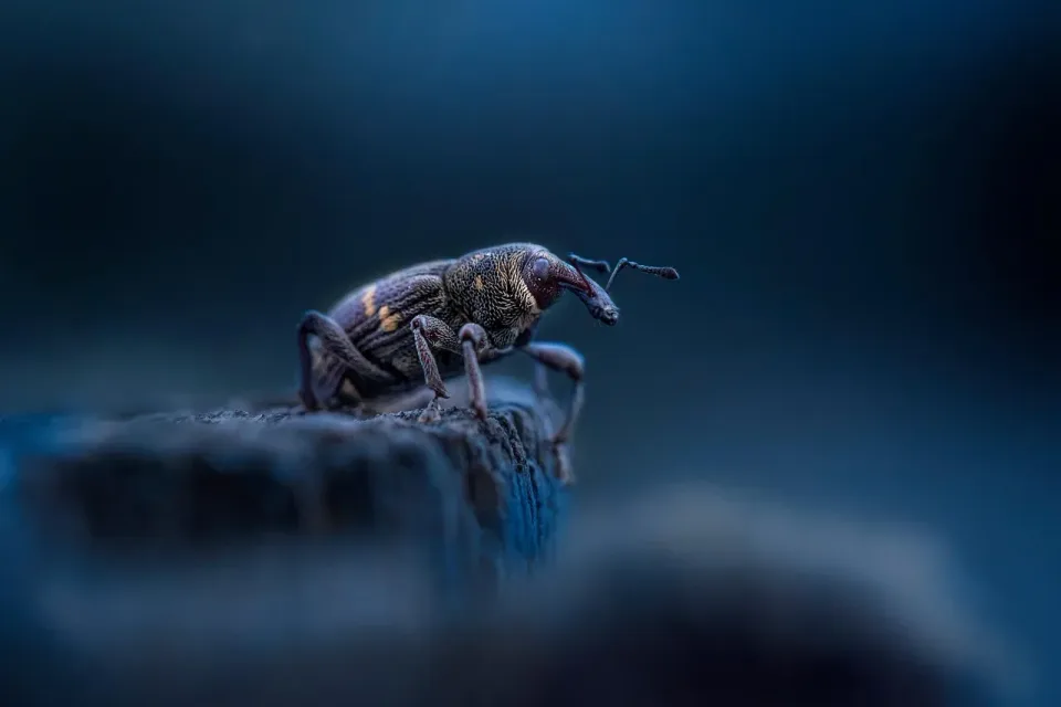 Weevil — Pest Control — Weevil, Beetle, Insect, Pest Control, Pest Control